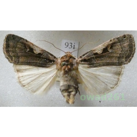 Xestia c-nigrum (Linnaeus, 1758) Czech93i